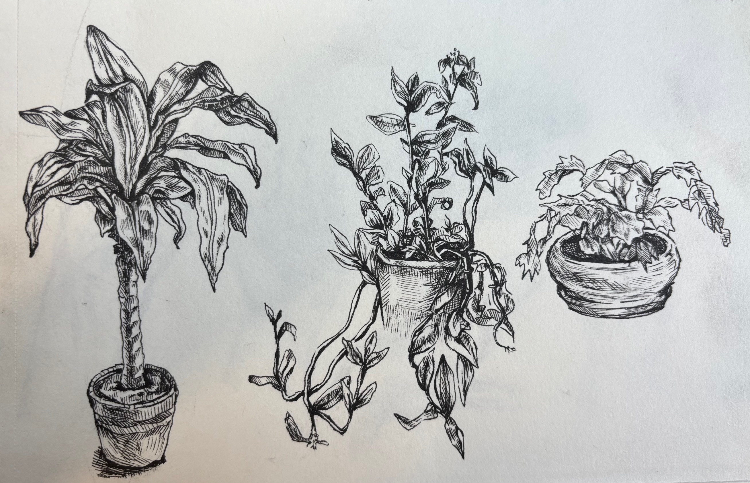 Plant sketches